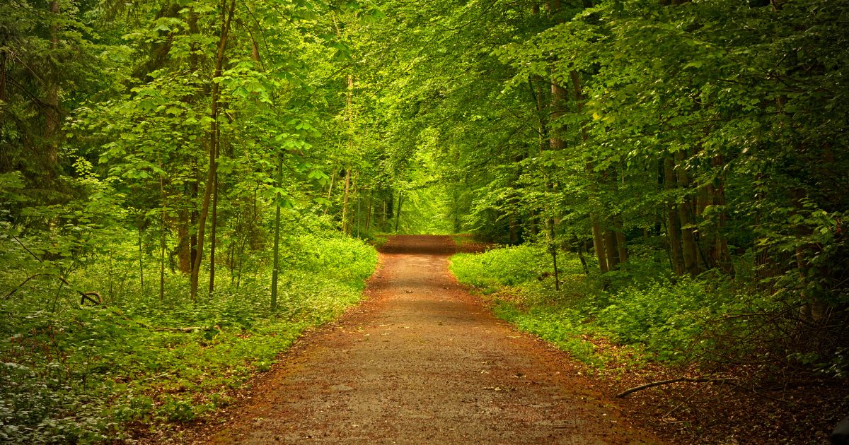 Trilhas Florestais: Descubra a Biodiversidade em Aventuras