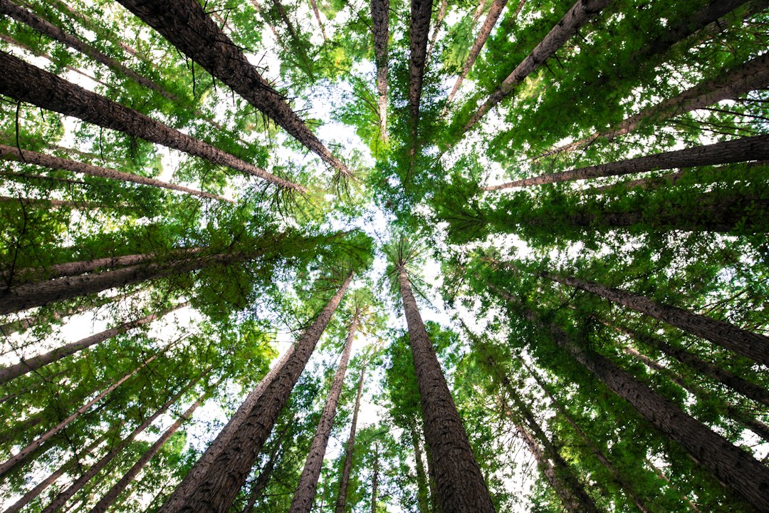 Curiosidades sobre Árvores: Descubra os Segredos e Maravilhas do Reino Vegetal