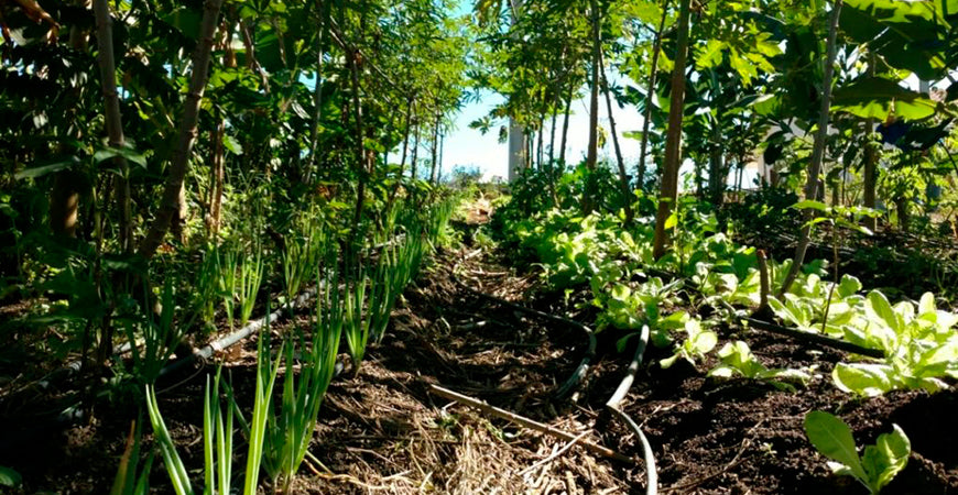 CONHEÇA UM POUCO DO QUE É AGROFLORESTA