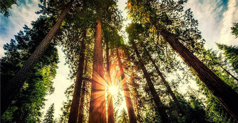 CONHEÇA AS MAIORES ÁRVORES DO PLANETA.