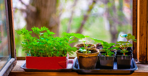A simples prática de ter uma horta em casa.