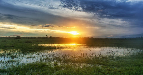 Pantanal: Aventuras e Dicas para Exploradores