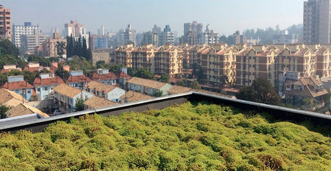 Precisamos falar sobre Cobertura Verde.