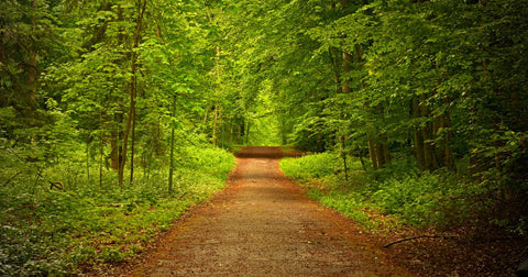 Trilhas Florestais: Descubra a Biodiversidade em Aventuras