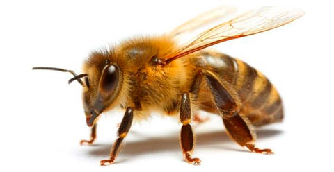 A Importância das Abelhas e por que precisamos delas. 