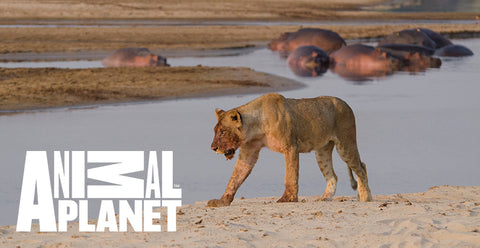 África Selvagem - Rios:  nova série do Animal Planet desbrava seis rios do continente