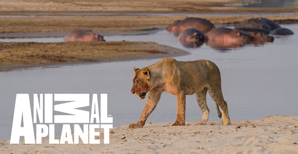 África Selvagem - Rios:  nova série do Animal Planet desbrava seis rios do continente