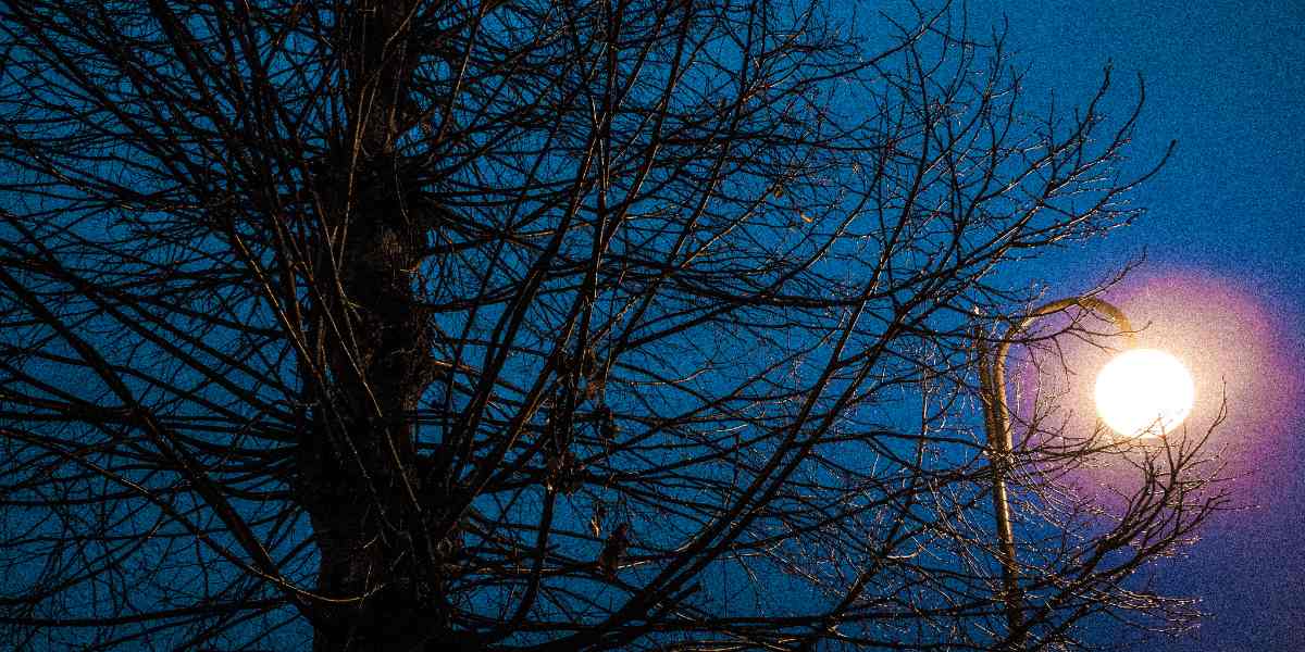 Arvorismo Noturno: Uma Experiência Única e Desafiadora