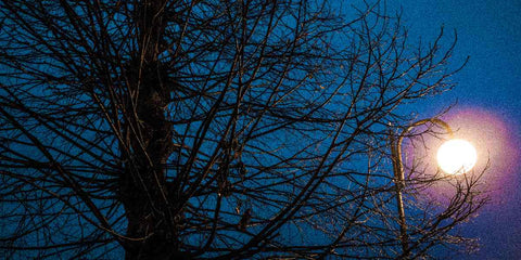 Arvorismo Noturno: Uma Experiência Única e Desafiadora