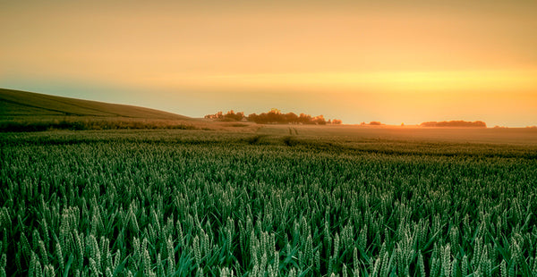 Dia do Campo