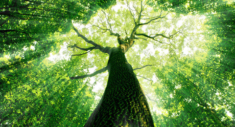 A importância das árvores para os seres humanos