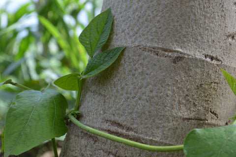 Como Surgiu a Educação Ambiental: História e Desenvolvimento do Movimento