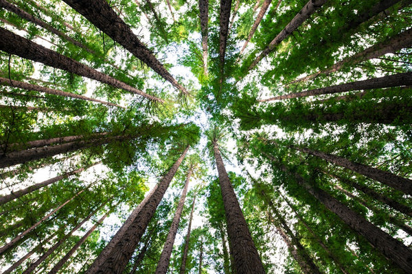 Curiosidades sobre Árvores: Descubra os Segredos e Maravilhas do Reino Vegetal