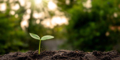 Como o Turismo Comunitário Apoia o Desenvolvimento Sustentável