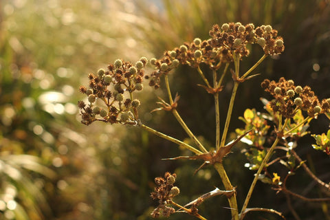 Despertando o espírito aventureiro: trilhas inspiradoras para iniciantes: Conecte-se com a natureza.