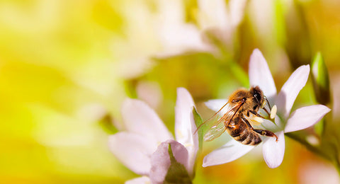Dia Mundial da Abelha - Conheça Sua Importância