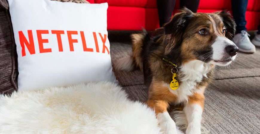 Histórias de cães: Netflix lança DOGS para contar histórias emocionantes