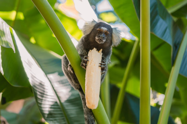 Ecoturismo e Educação Ambiental: Aprendendo com a Natureza