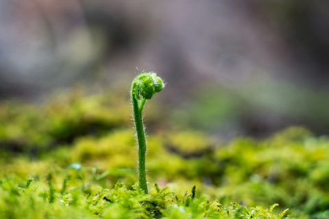 Experiências empolgantes em trilhas: Descubra aventuras inesquecíveis na natureza.
