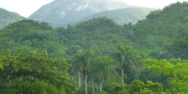 Impacto das Mudanças Climáticas na Flora e Fauna de Montanha