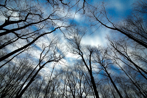 Impacto das Mudanças Climáticas nos Parques Nacionais