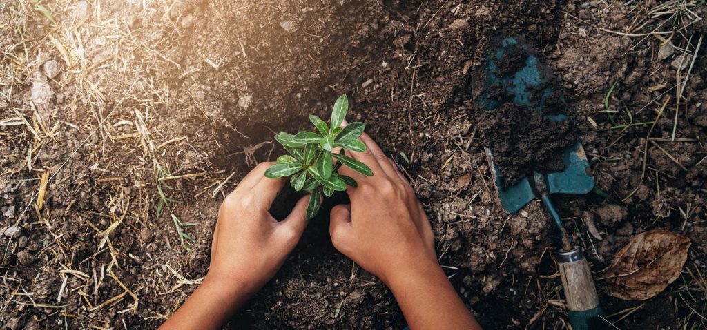 Como plantar a sua Árvore