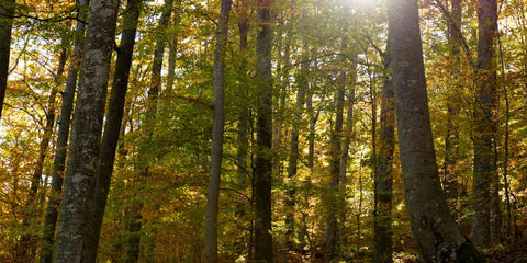 Como Utilizar o Sol e as Estrelas para Navegação na Floresta