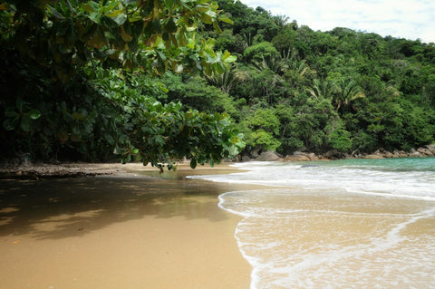 Trilha 7 Praias Ubatuba: Descubra as Belezas Naturais de Ubatuba nesta Rota de Trilha