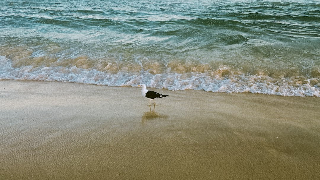 Trilha da Praia das Sete Fontes: Explore a Natureza Exuberante Deste Caminho