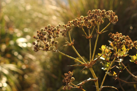 Trilhas em Bombinhas: Aventure-se nas Rotas de Aventura e Descoberta em Bombinhas