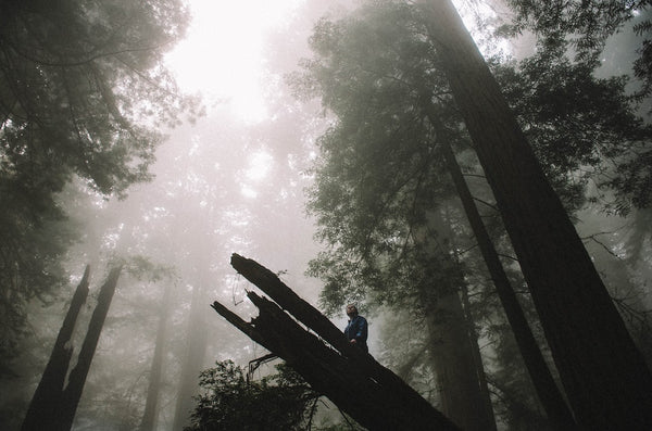 Trilhas na Floresta: Explore a Natureza Exuberante em Rotas Serenas e Encantadoras
