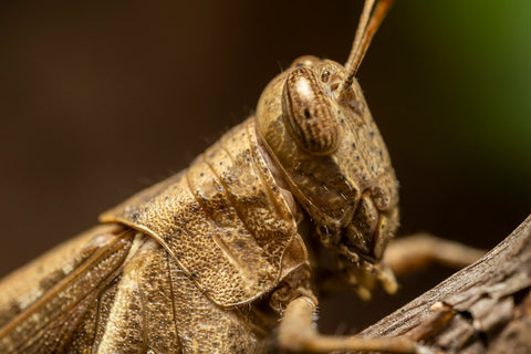Trilhas no Interior de São Paulo: Explore a Natureza Exuberante do Interior de São Paulo em Rotas de Aventura