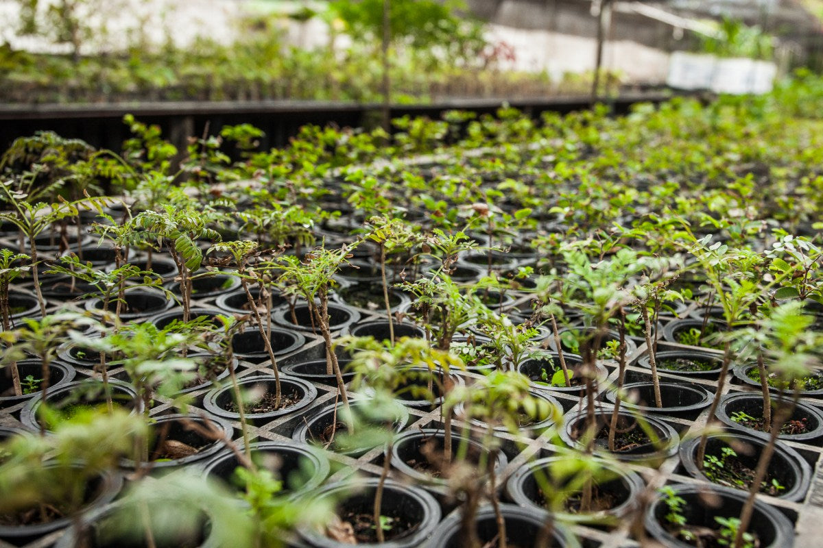 Mudas de árvore prontas para o plantio